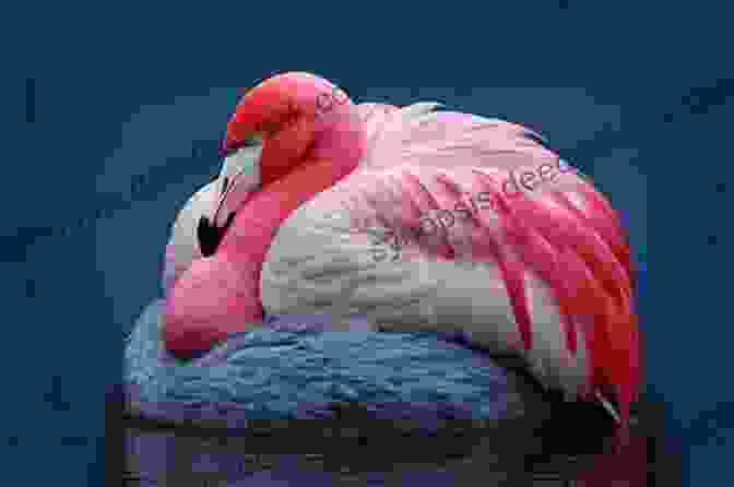 A Flamingo Sleeping With Its Head Tucked Under Its Wing Flamingos Need Sleep Too (Little About BIG Emotions)