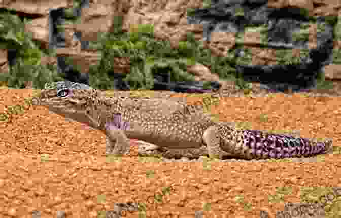 A Leopard Gecko In Its Natural Habitat Leopard Geckos (Complete Herp Care)