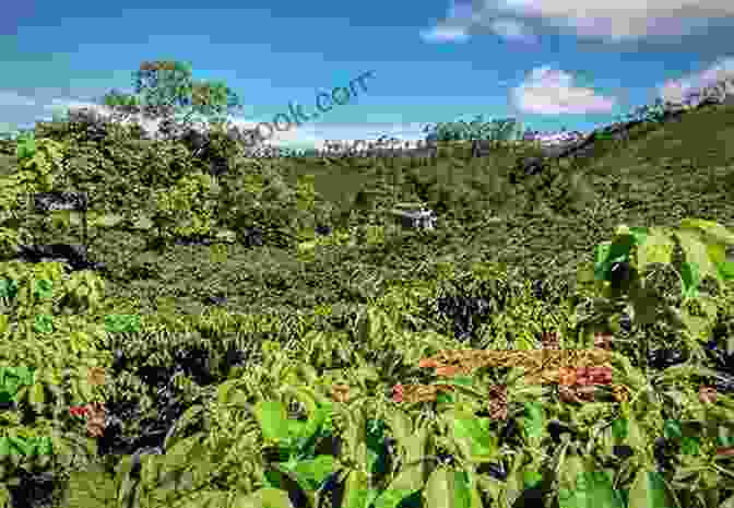 A Lush Coffee Plantation In Colombia, Where The Aroma Of Freshly Brewed Coffee Fills The Air. South America: A Pictorial Guide: Colombia Venezuela Brazil Uruguay Paraguay Argentina Chile Bolivia Peru Ecuador Guyana Surinam French Guiana (Sian And Bob Pictorial Guides)