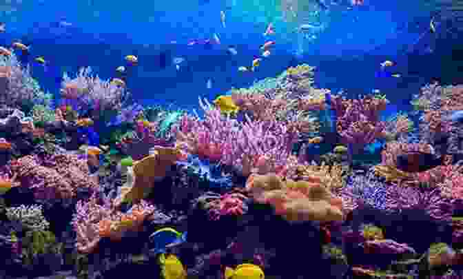 A Mini Reef Aquarium With Colorful Corals And Fish Getting Into Mini Reefs (For The Marine Aquarium)