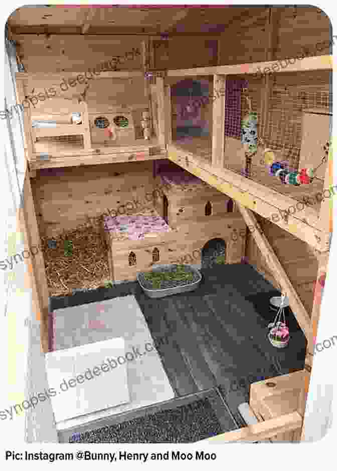 Appropriate Hutch Location For Optimal Rabbit Well Being The Bunny Book: A Basic Guide For The First Time Rabbit Owner