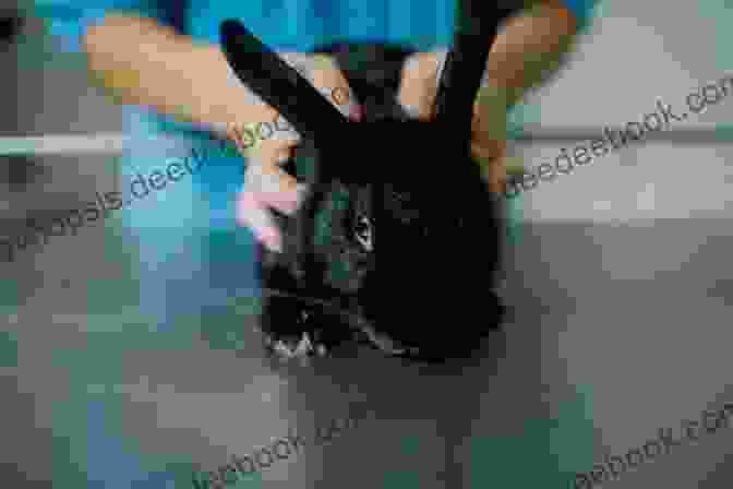 Vaccinations Safeguard Rabbits Against Contagious Diseases The Bunny Book: A Basic Guide For The First Time Rabbit Owner